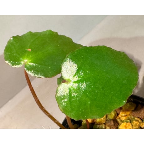 Begonia cf. ferox from Cao Bang [YH040519BK] TK