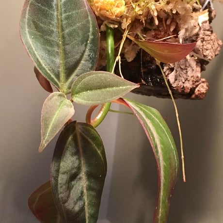 Pachycentria sp. from Selangor