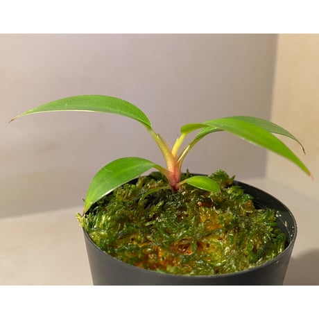 Philodendron sp. "Red Congo Compacta" ①