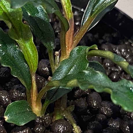 (２芽立ち) Bucephalandra sp. "MEDUSA"