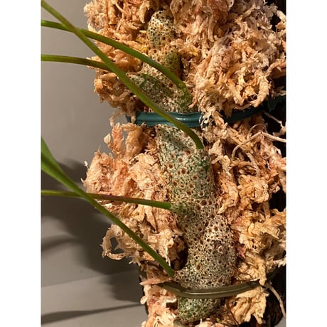 Lecanopteris sinuosa from Indonesia