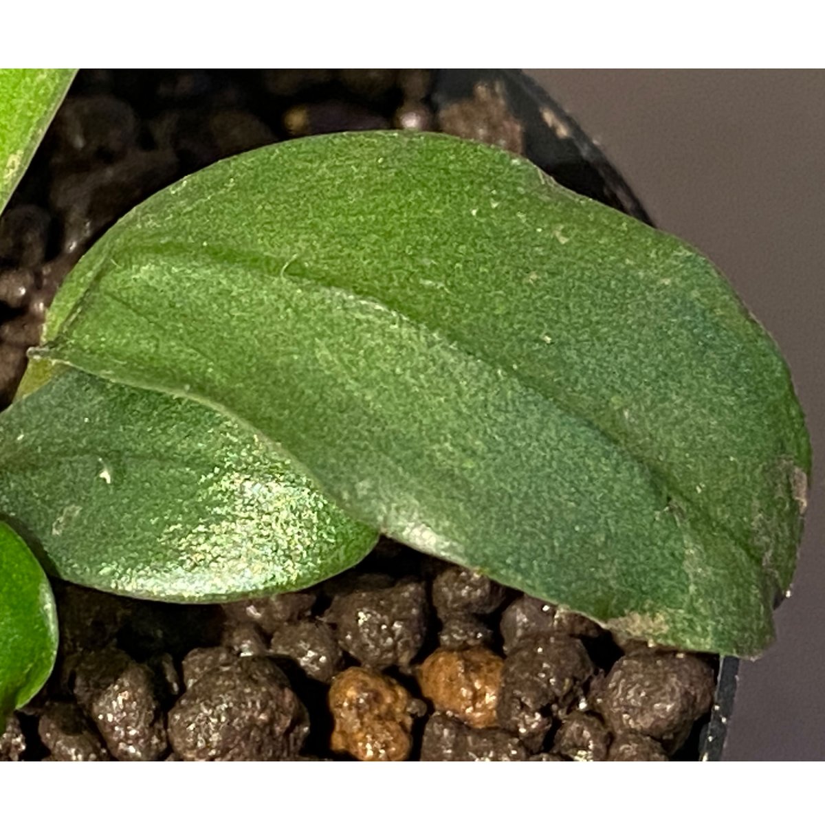 水草 Bucephalandra sp. Sokan Bucephalandra sp. Sokan - メルカリ