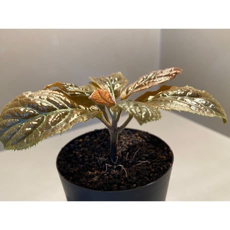 Ardisia sp. from Bengkulu [LA0315-1]