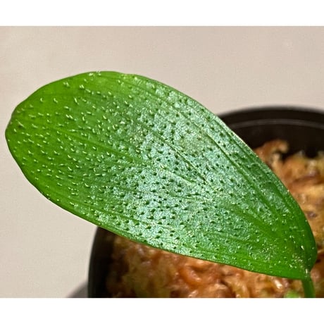 Homalomena hasei "狐尾" from Aceh sumatera [LA0616-04]