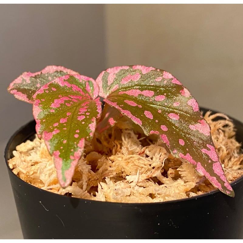 Begonia sp. 