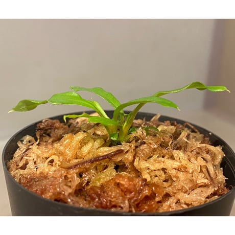 (２芽) Homalomena cf. hasei from Aceh sumatera [LA1118-03]