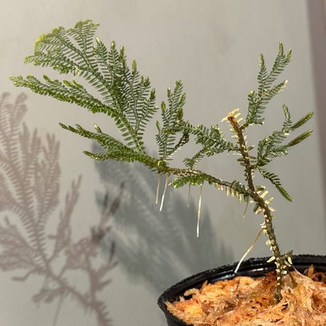 Selaginella sp. from Landak West Kalimantan