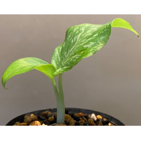 Schismatoglottis Rongisupata from West Kalimantan [KN]