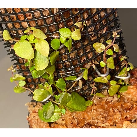 Ficus sp. from Aceh sumatera [LA0616-04]