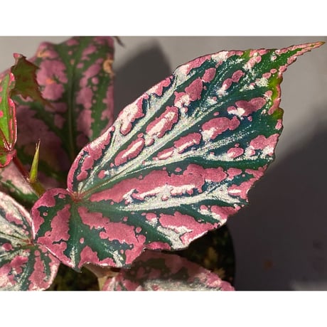 Begonia sp. "Crazy pink" from Lampung sumatera [LA1118-03]