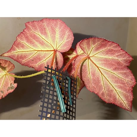 Begonia sp. from Sumatera Utara [HW0816-01]