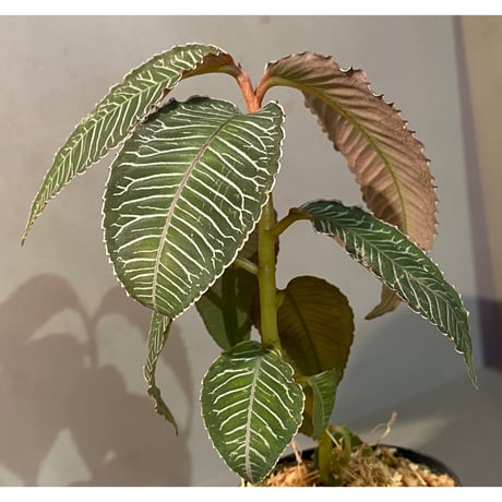 Ardisia sp. from Perlis Malaysia