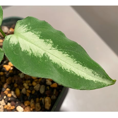 Aglaonema pictum A "しるば〜らいん" from Aceh sumatera [LA1118-06b]