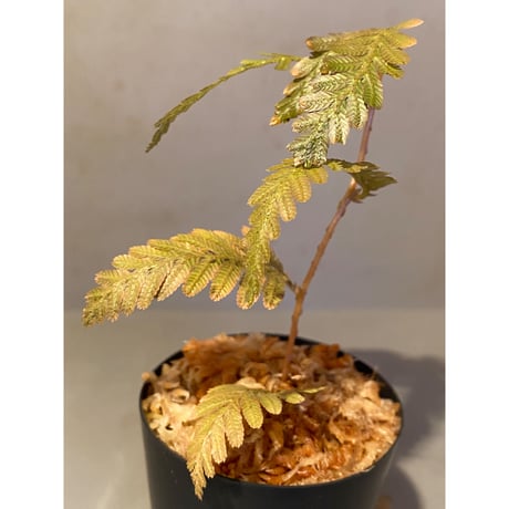 Selaginella wallichii 伊藤蟻植物農園