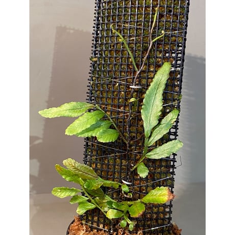 Teratophyllum ludens from Selangor Malaysia