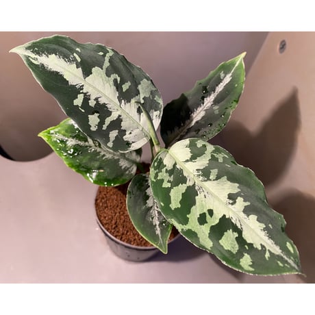 Aglaonema pictum [LA0815-z-p-24]