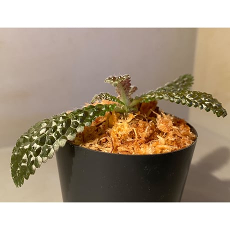 Nautilocalyx pemphidius
