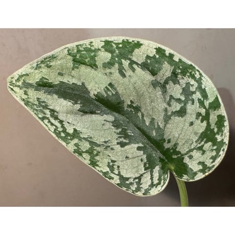 スキンダプサス | STORES