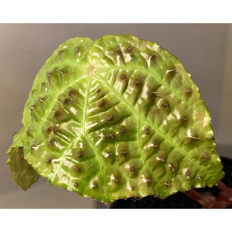 Begonia ferox from Northern Vietnam ②