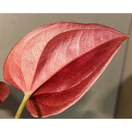 Syngonium sp. from Choco Colombia [tanakay]