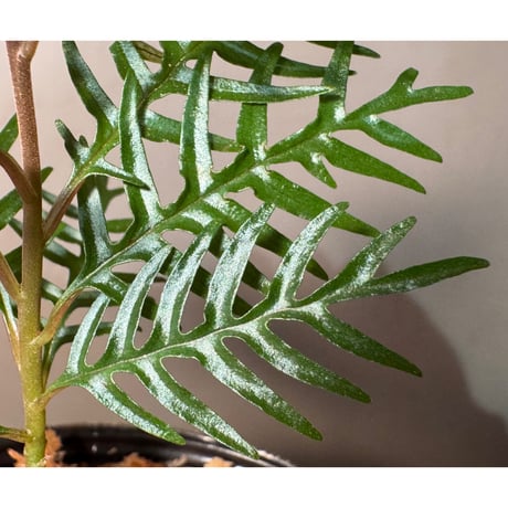 Labisia sp. from Central Papua