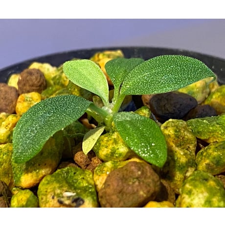 Homalomena mobula "鮫肌A" from Sumatera barat [LA0317-01]