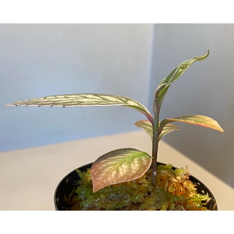 Ardisia sp. from Ache Sumatera [ L A]
