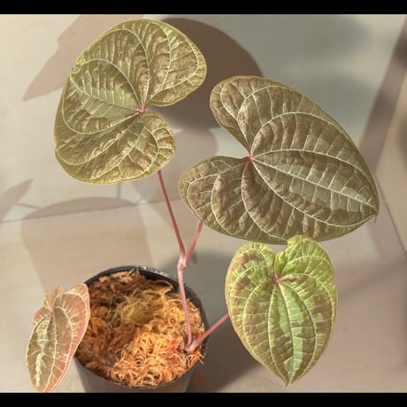 (常湿育成) Dioscorea dodecaneura (discolor)