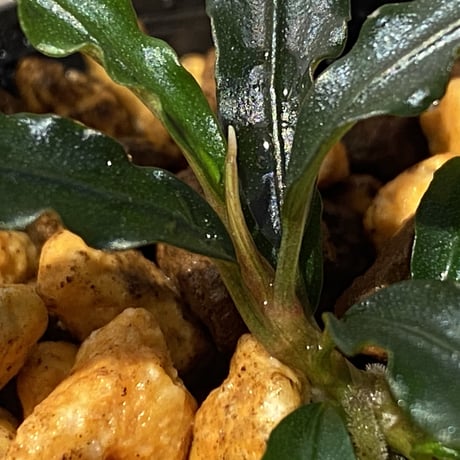 Bucephalandra sp. "MEDUSA" ①