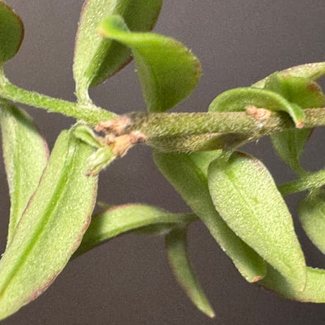 Columnea oxyphylla