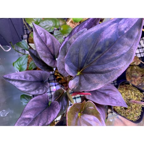 Syngonium sp. from Choco Colombia [tamakay]