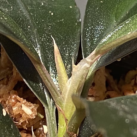 Bucepharandra sp. Shining-Black from Kota baru timur-2 [AZ0311-12]