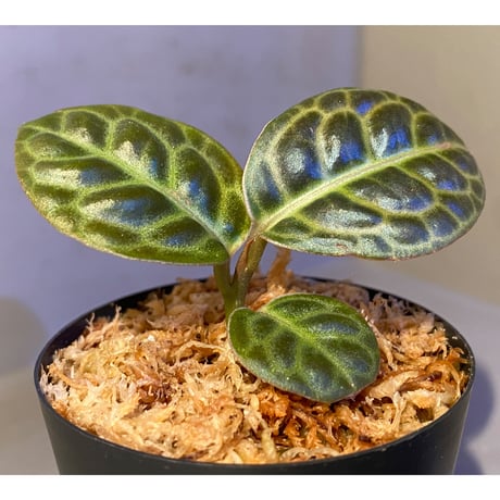Ardisia sp. "Turtle Back" from Borneo