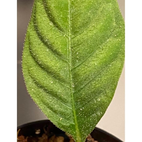 Unknown sp. from Utara Mersing [KN]