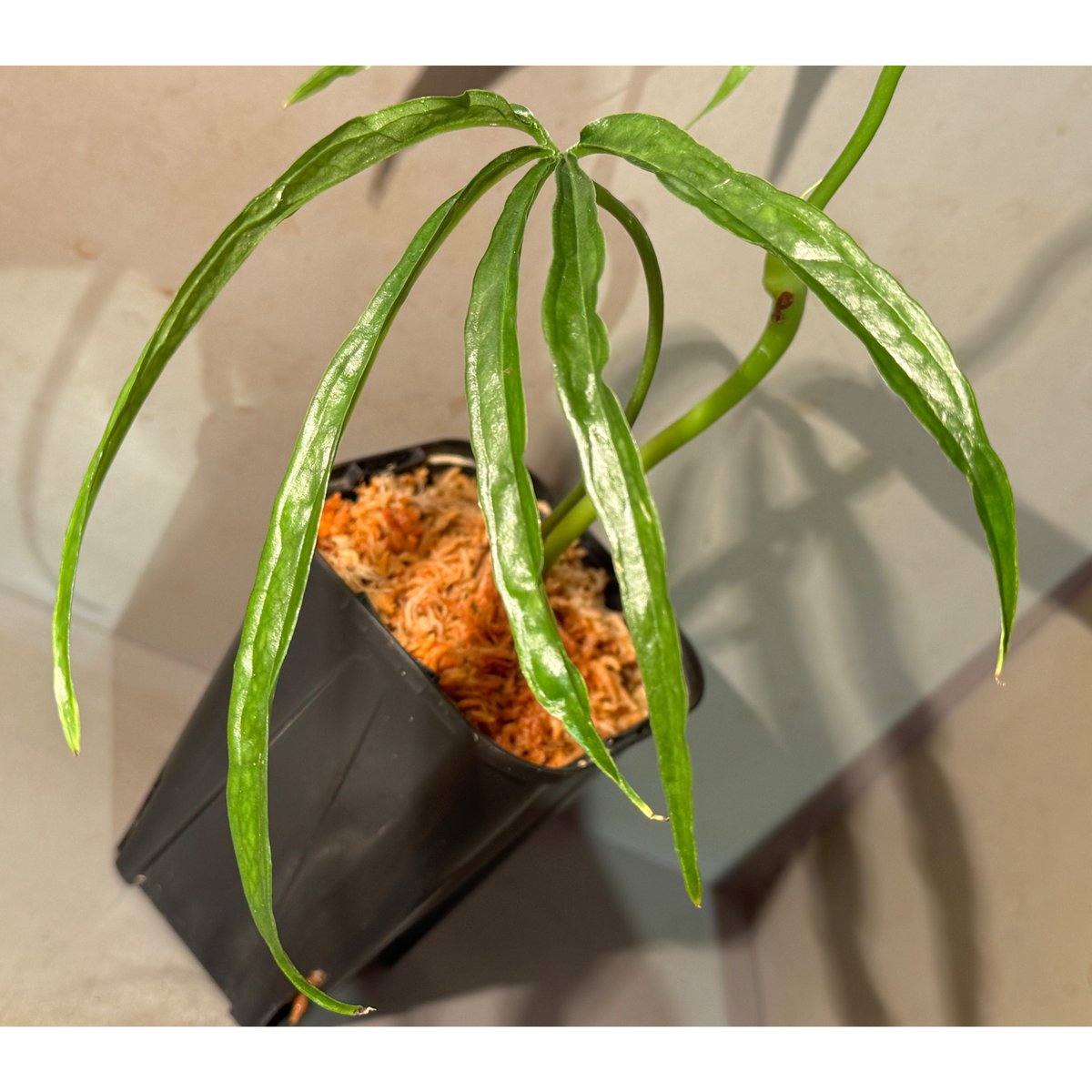 Anthurium aff. eminens | M・R・G・R