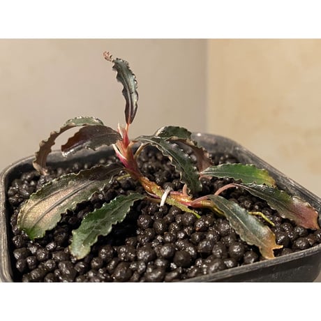 Bucephalandra sp. "Kedagang" [ID便] ②