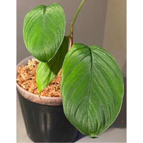 Homalomena sp. from Padang sumatera [LA0117-02]
