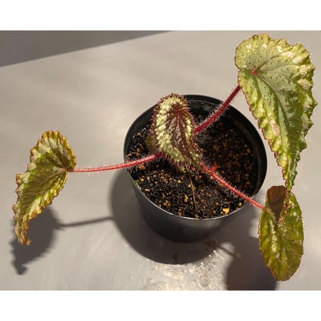 Begonia sp. from Ha Giang North Vietnam