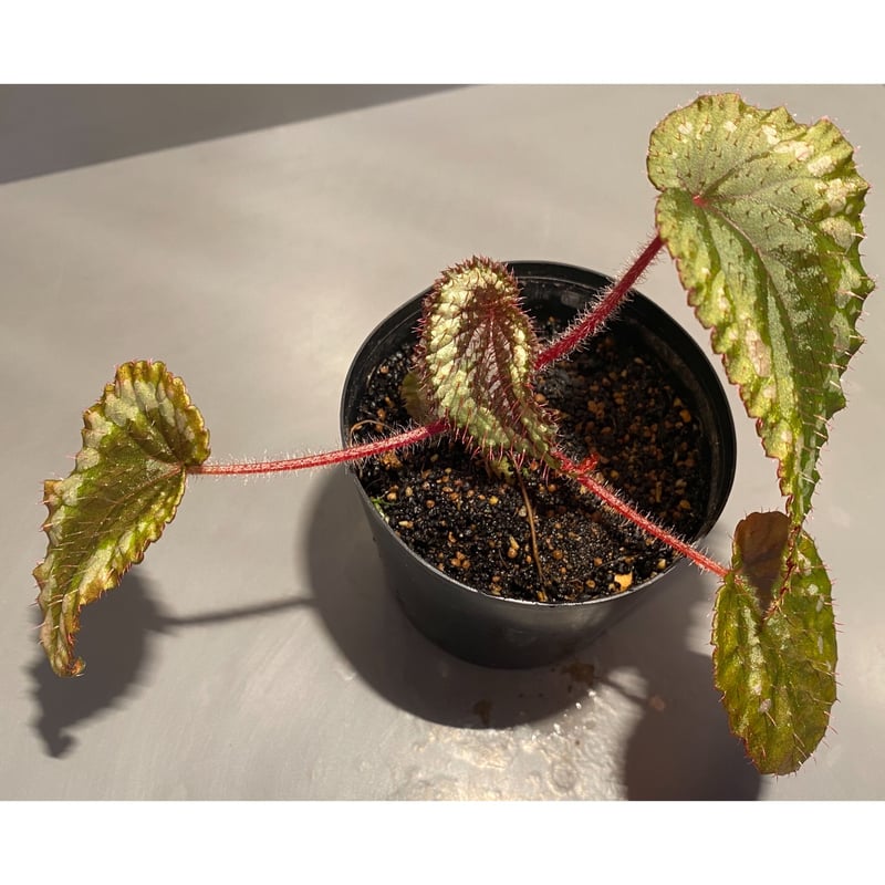 Begonia sp. from Ha Giang North Vietnam | M・R・G・R