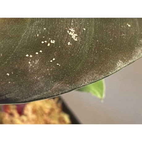 Homalomena sp. from West Kalimantan