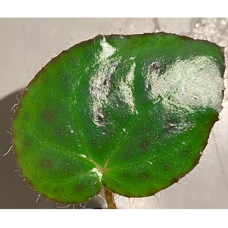 Begonia melanobullata from Viet Nam