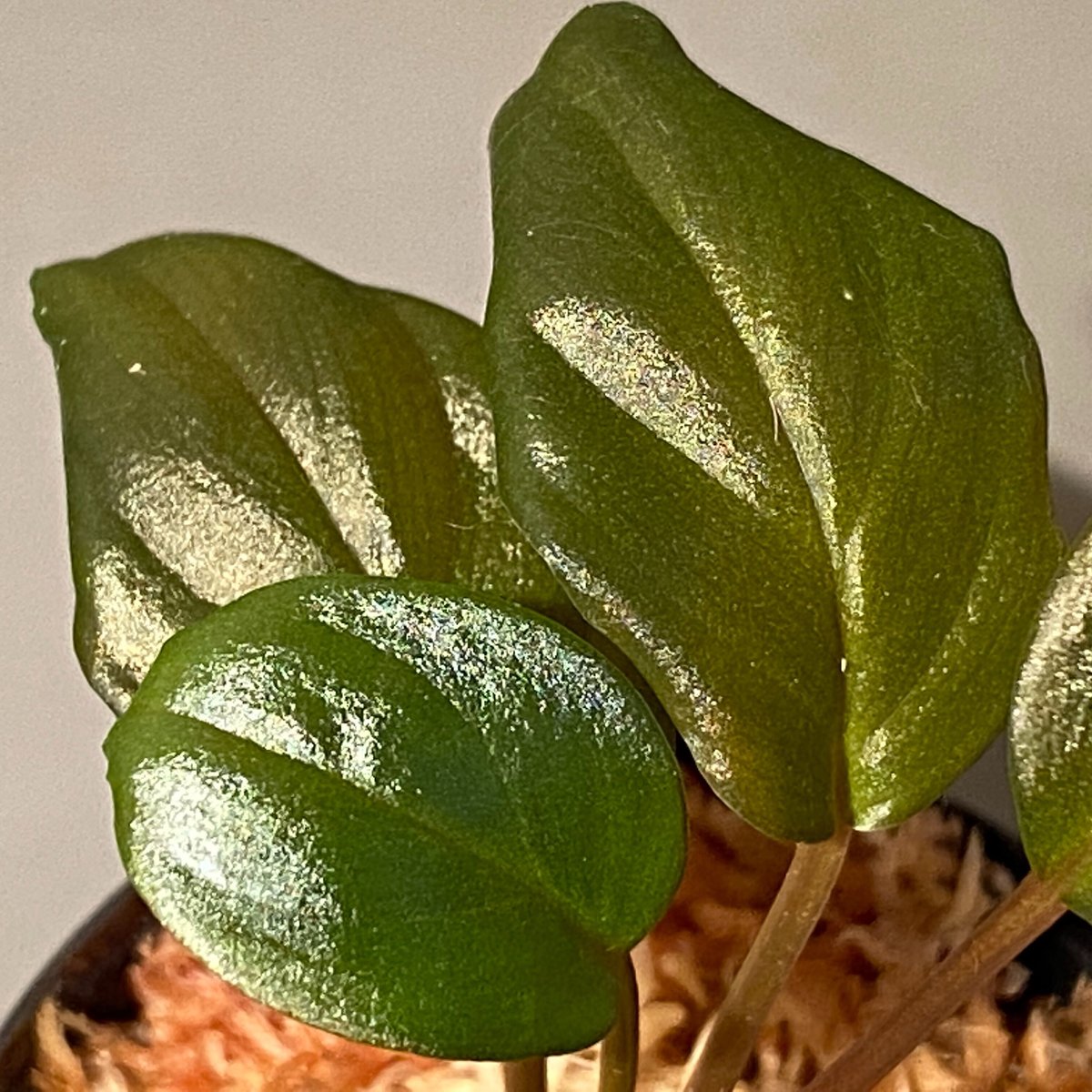 松Homalomena sp.\"Black Velvet\" [KN便]など 松Homalomena sp.