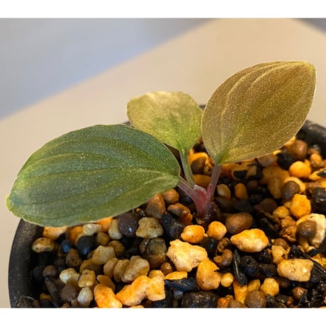 Homalomena sp. Sabah-2 [R1217-01c]