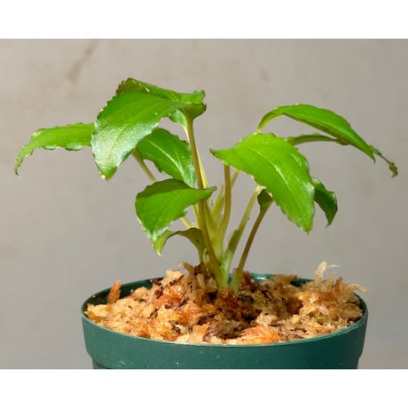 Homalomena sp. "エッジタイプ" from Mahakam hulu [TB]