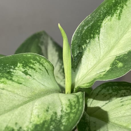 Aglaonema pictum "Castle" PDNC from Padang [AZ1012-10b]
