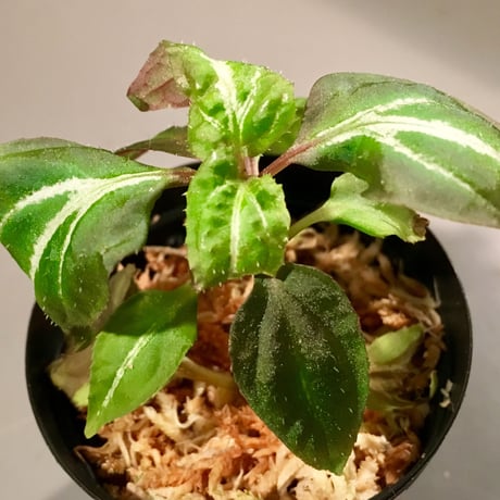 Sonerila sp. from Jambi Sumatera
