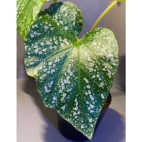 Begonia sp. from Na Hang [YH1118] TK