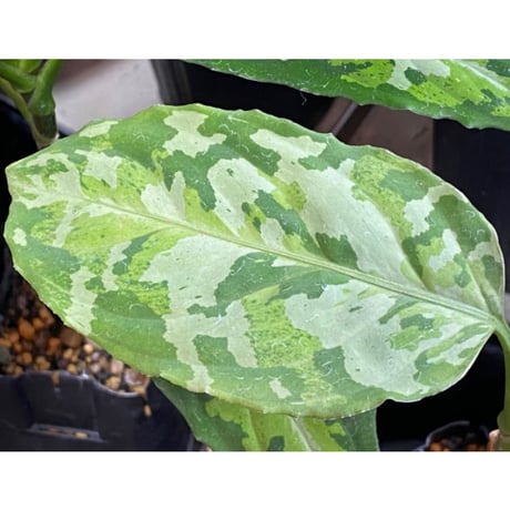 Aglaonema pictum CW1507 モザイク from Sumatera barat [TB]