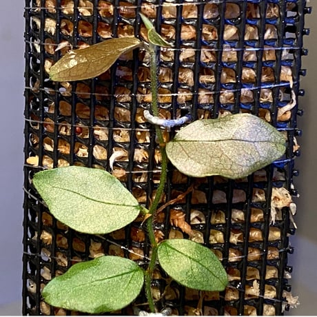 Ficus sp. "Muara wahau" white Kalimantan timur [TB]