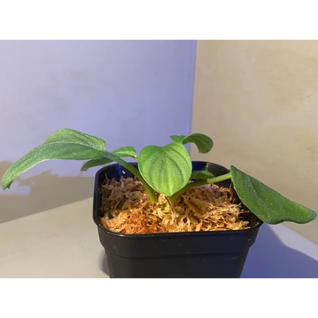 Homalomena sp. from Sumatera Utara [LA0118-02]